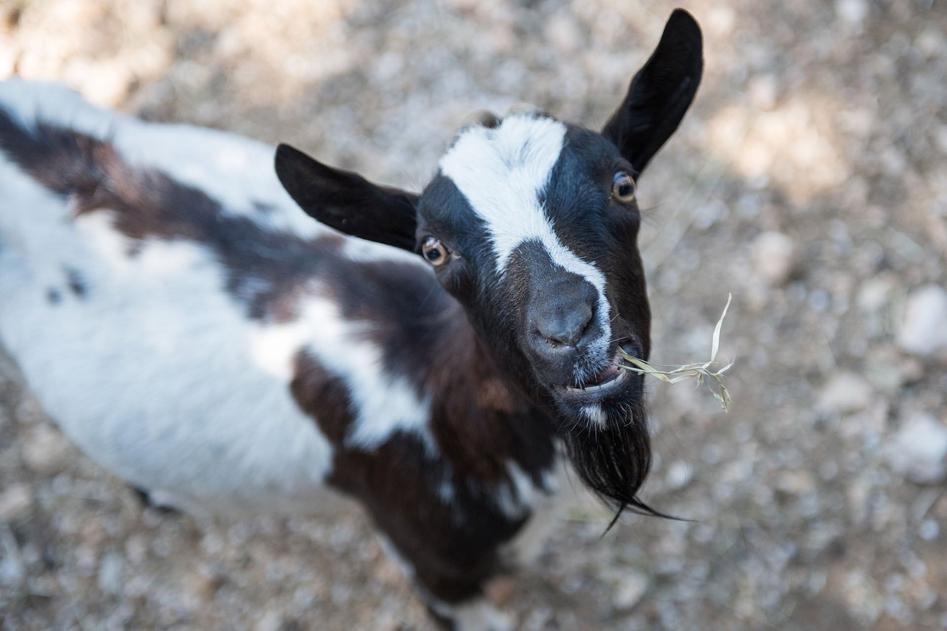 Radoznala koza u mini zoo vrtu